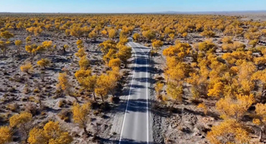 初秋的新疆胡楊美成了壁紙