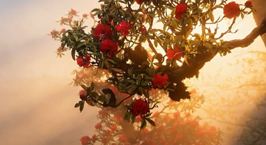 霧鎖漾濞，金光穿霧花如夢